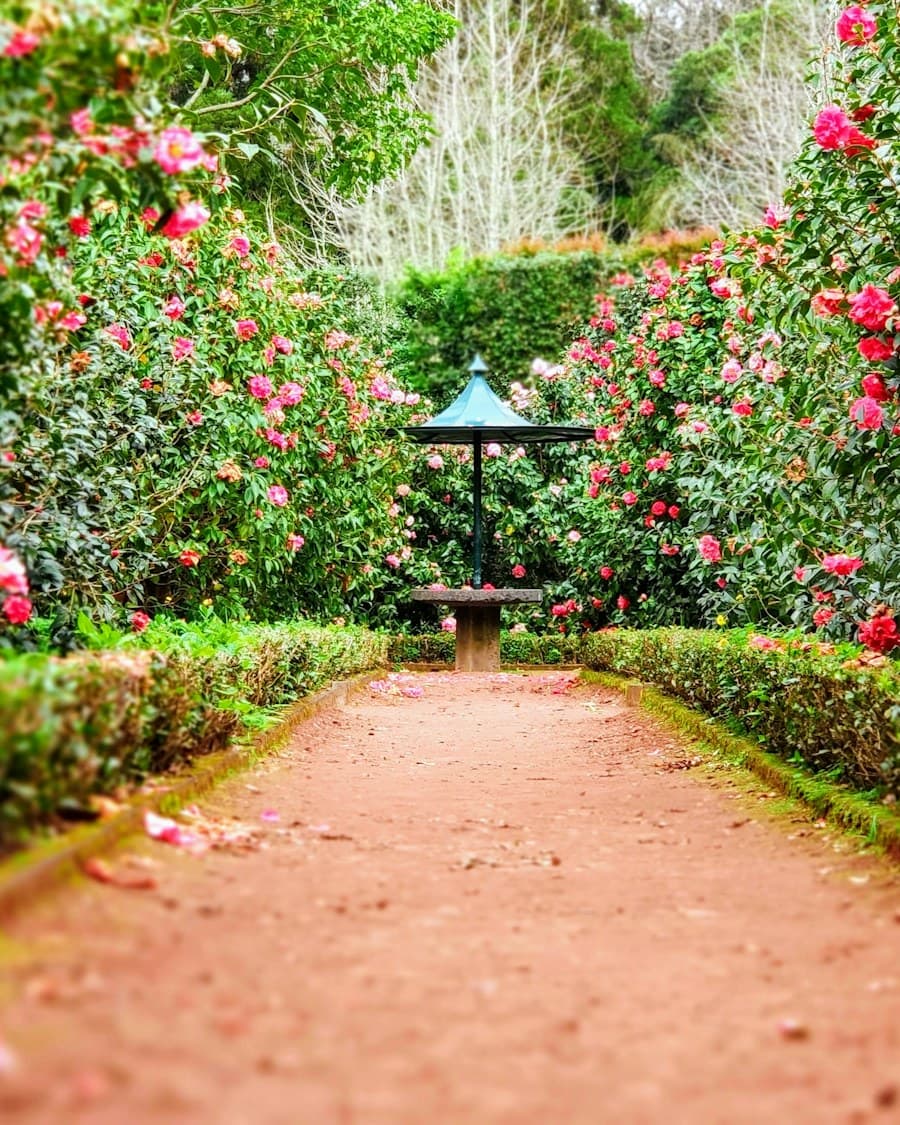 A tidy garden path lined with pink flowering shrubs in warm daylight