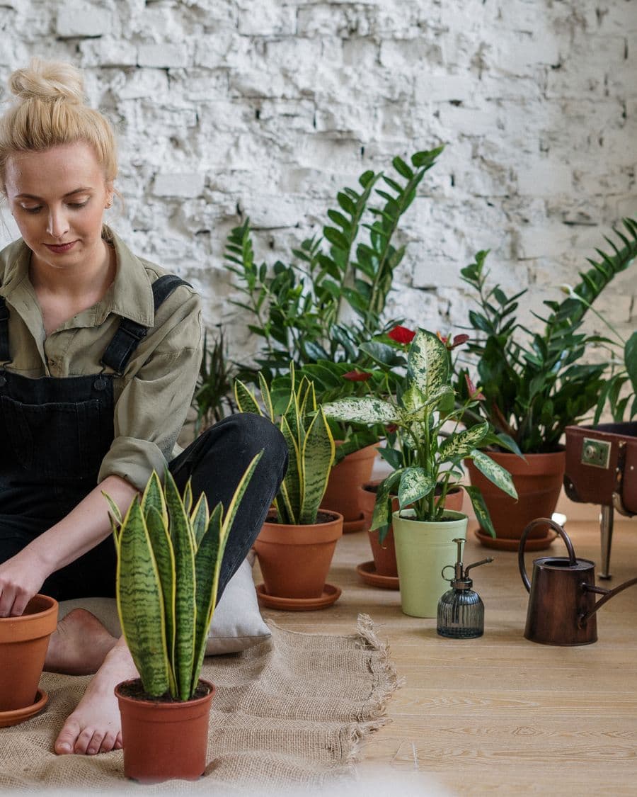 A person tending potted plants on a sunlit wooden floor
